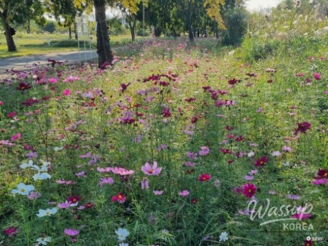 Autumn Walks Along the Cosmos Path and Banwol Wetland in Miryang_05