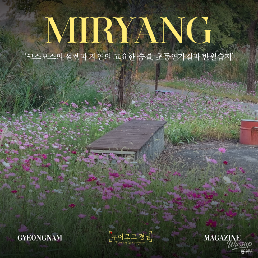 Autumn Walks Along the Cosmos Path and Banwol Wetland in Miryang_01