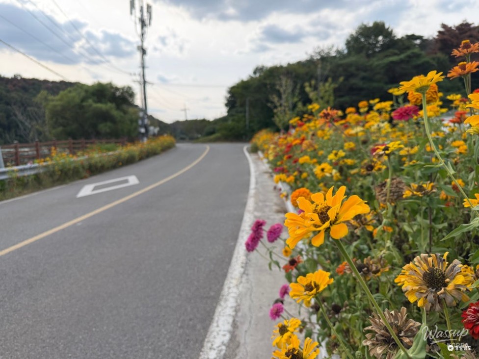 A Tranquil Autumn Journey to Daepyeong Wetland_05
