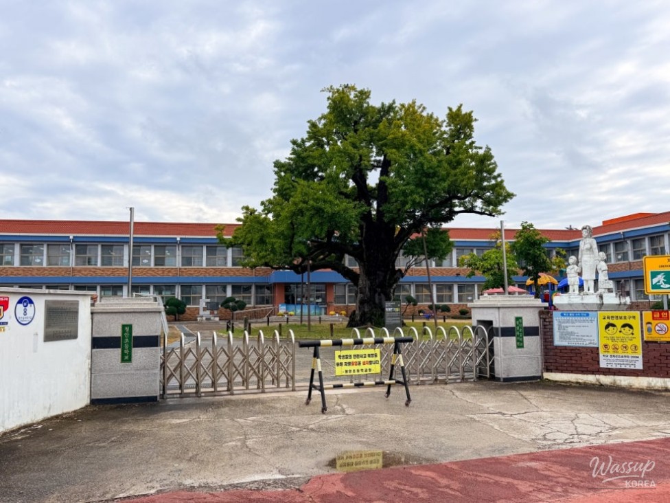 A Journey to the Ancient Ginkgo Tree in Goesan_03