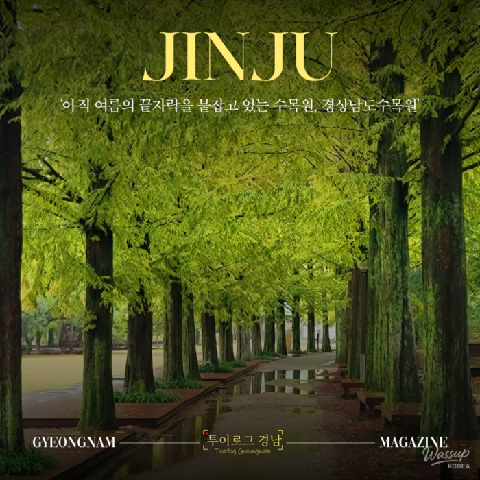 Exploring the Autumn Beauty of Gyeongsangnam-do Arboretum