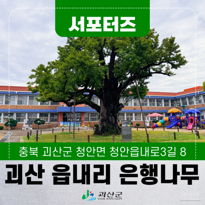 A Journey to the Ancient Ginkgo Tree in Goesan