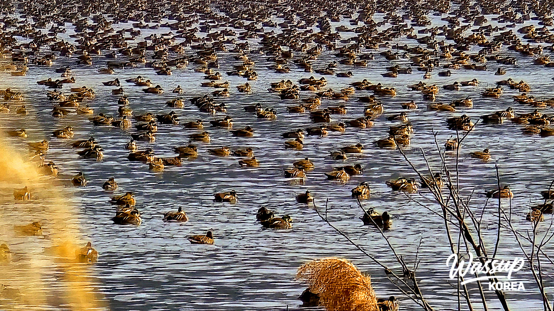 A tranquil winter landscape in Seocheon with migratory birds resting on the water