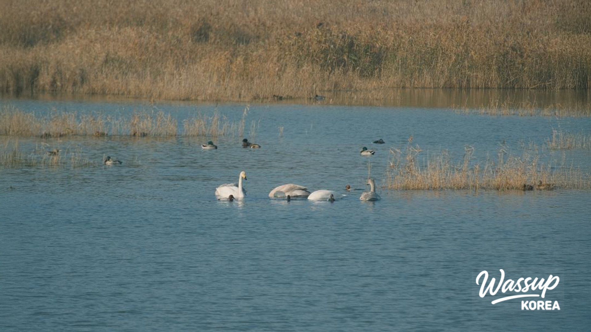 Flocks of birds flying over the wetland in Janghang-eup