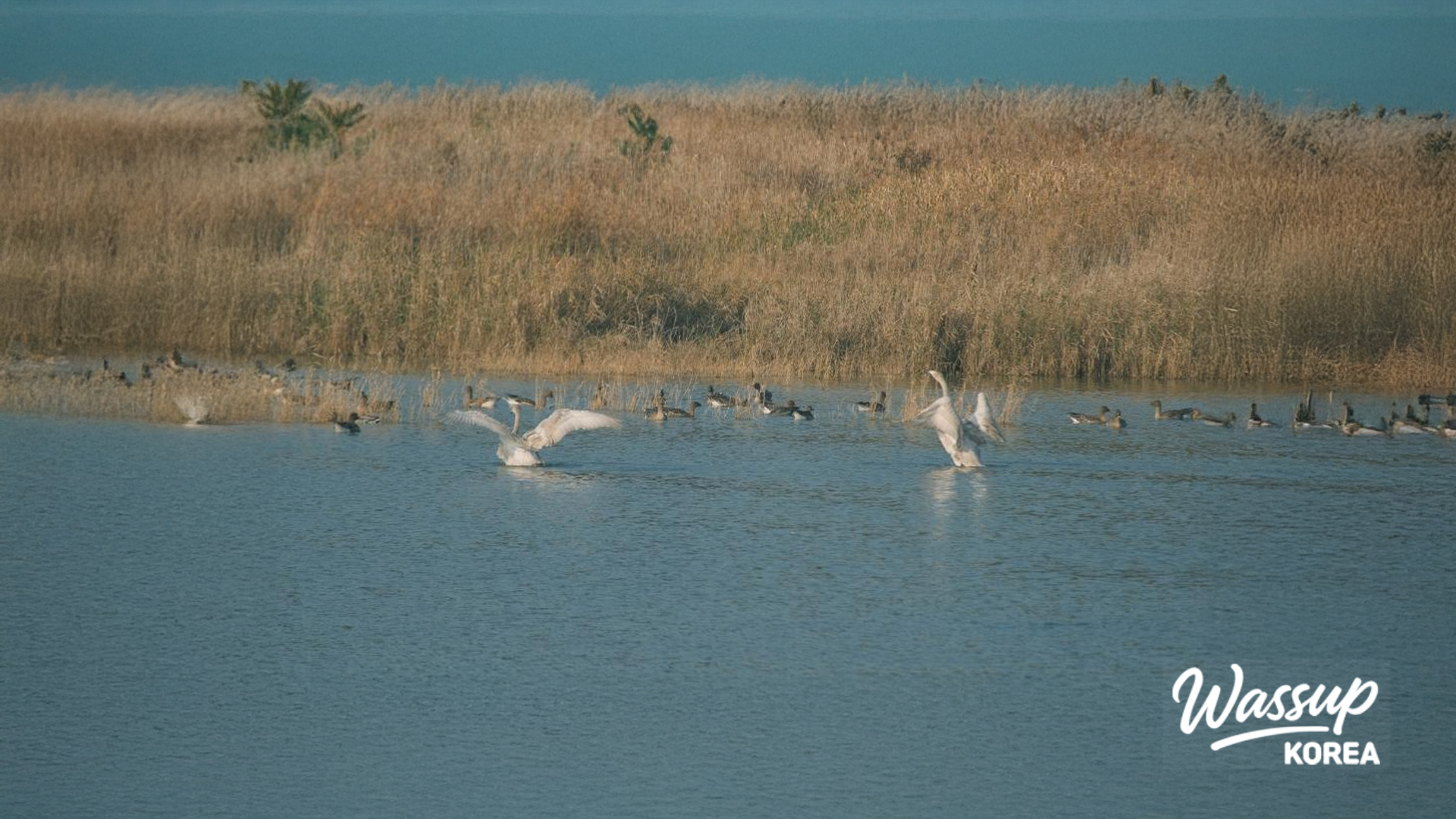Geese swimming peacefully in the water near the mudflats
