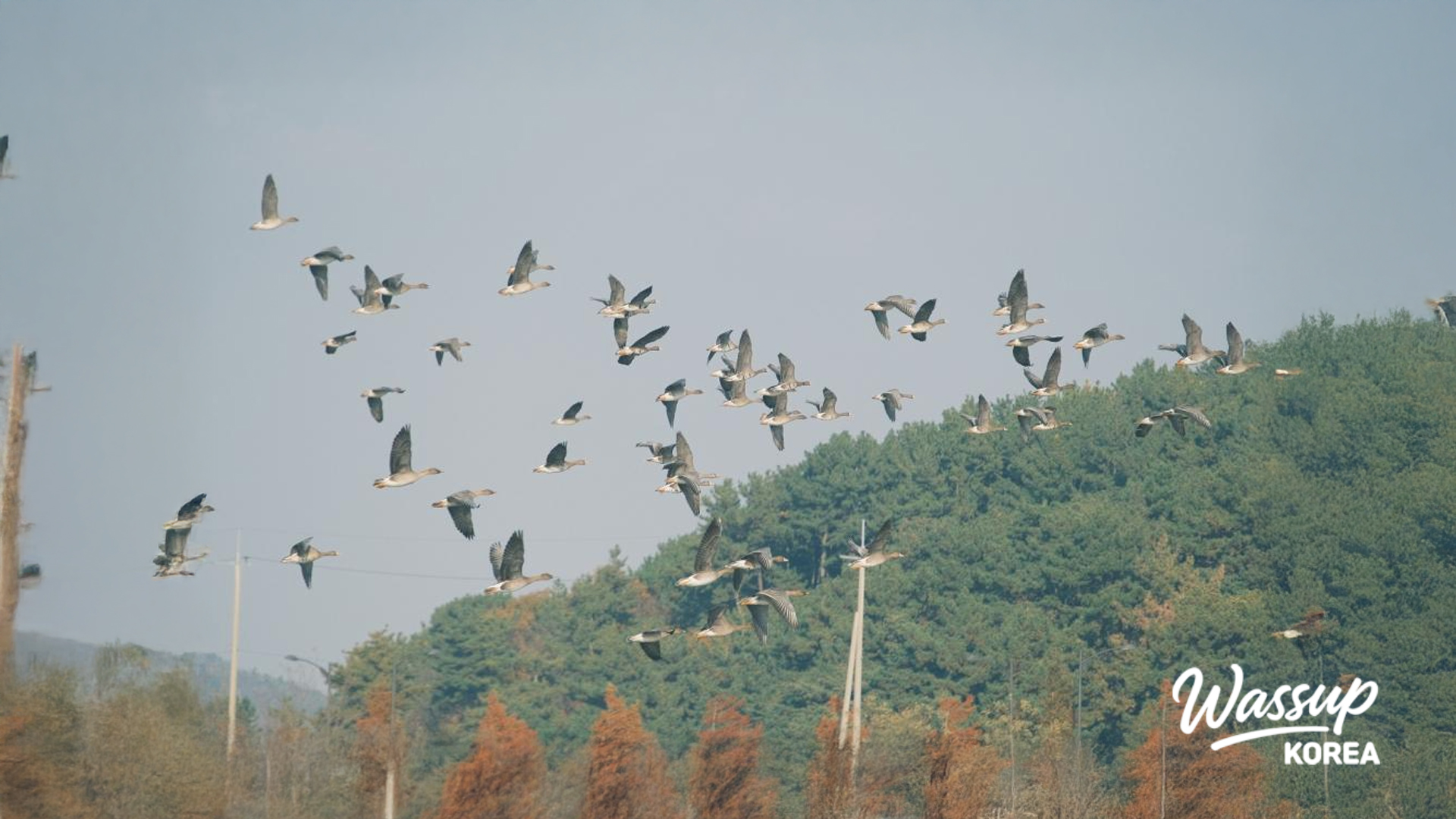 A large flock of migratory birds taking flight in formation