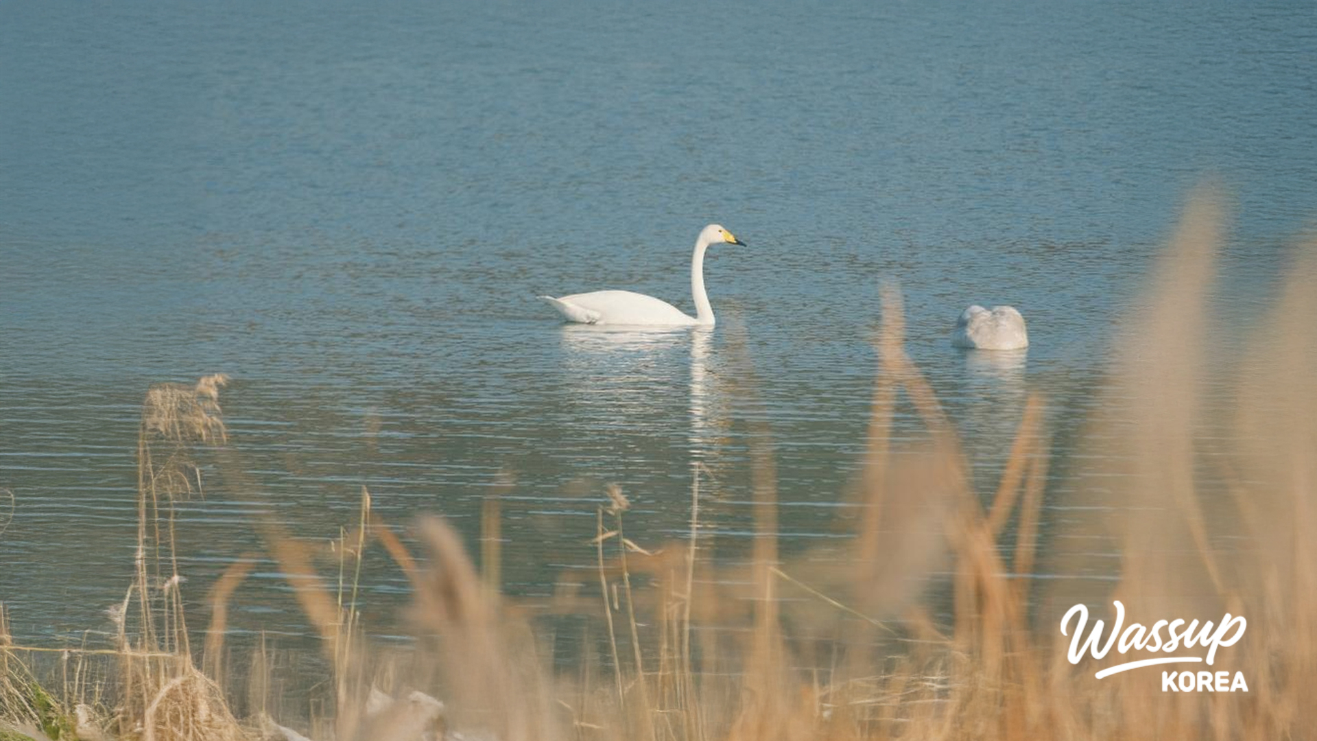 Close up view of the wetland environment