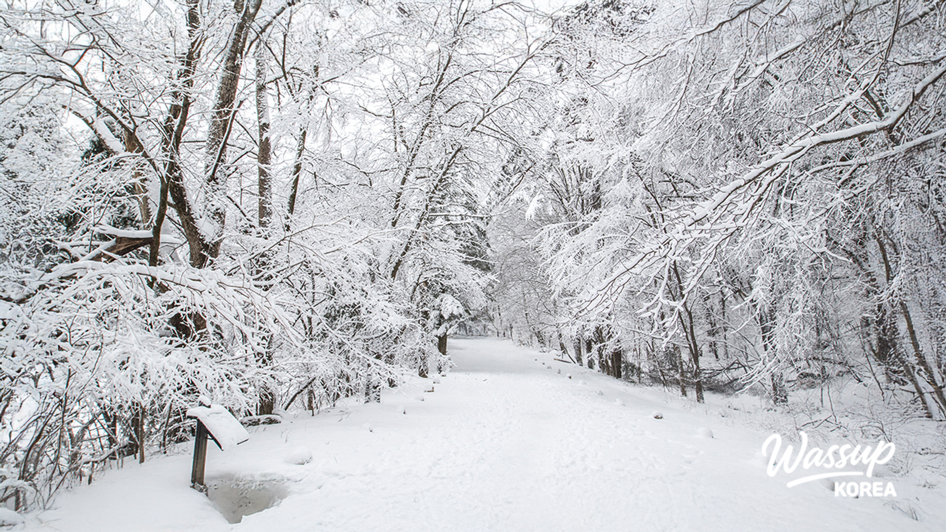 A stunning view of the frozen Biryong Falls in Seoraksan
