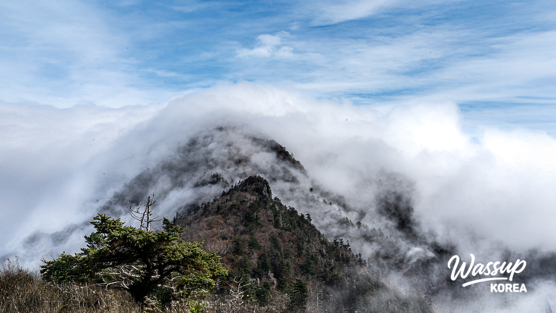 A peaceful snow-covered path lined with tall fir trees at Woljeongsa
