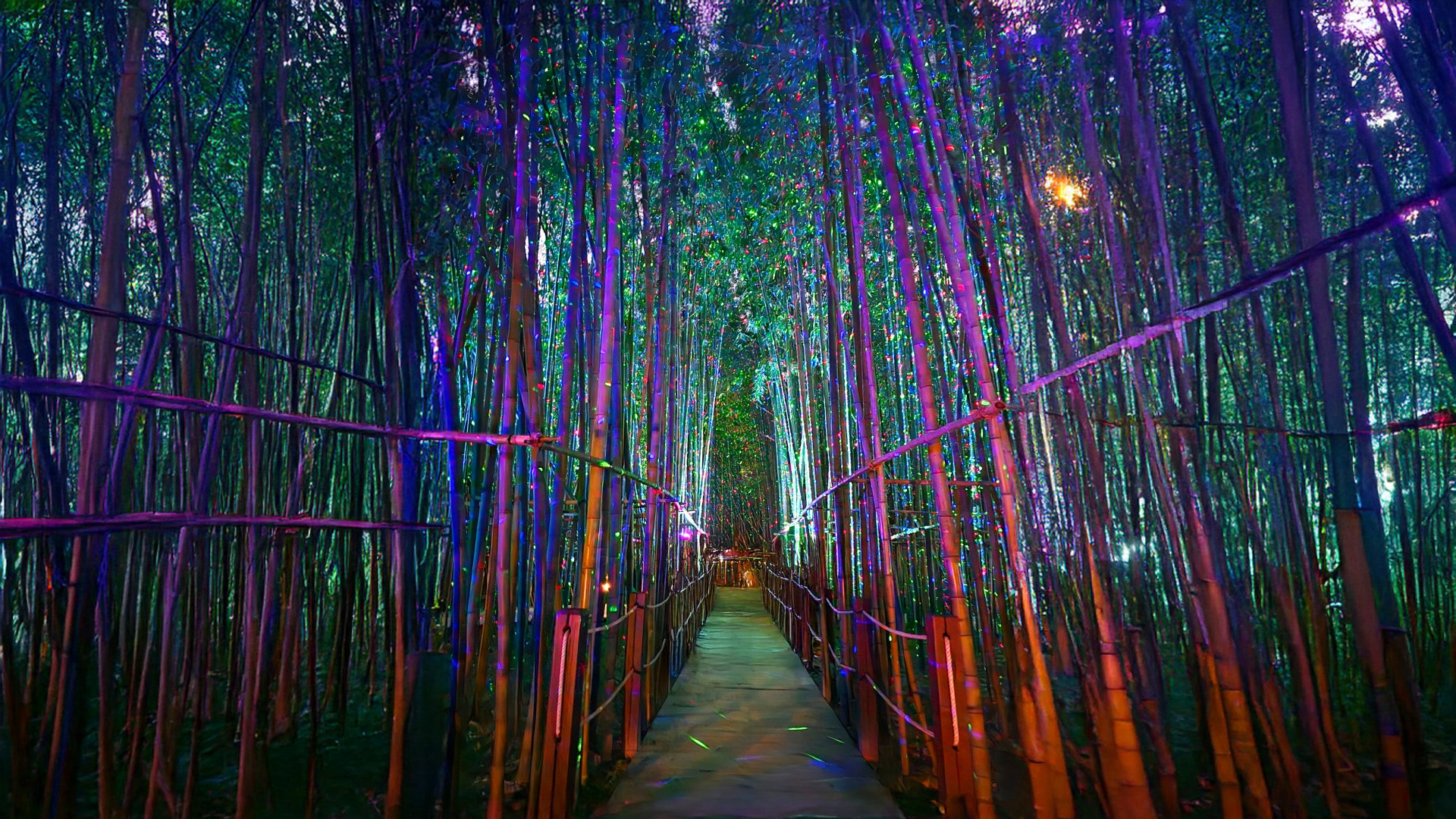 Milky Way lights glowing inside the Ten-Ri Bamboo Forest at night in Ulsan