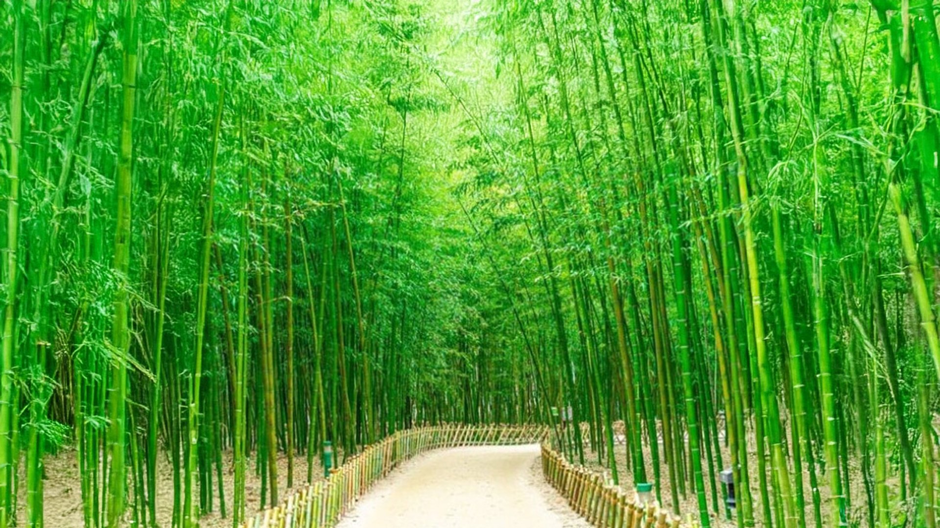 Riverside bamboo path continuing beyond the Milky Way Trail at night