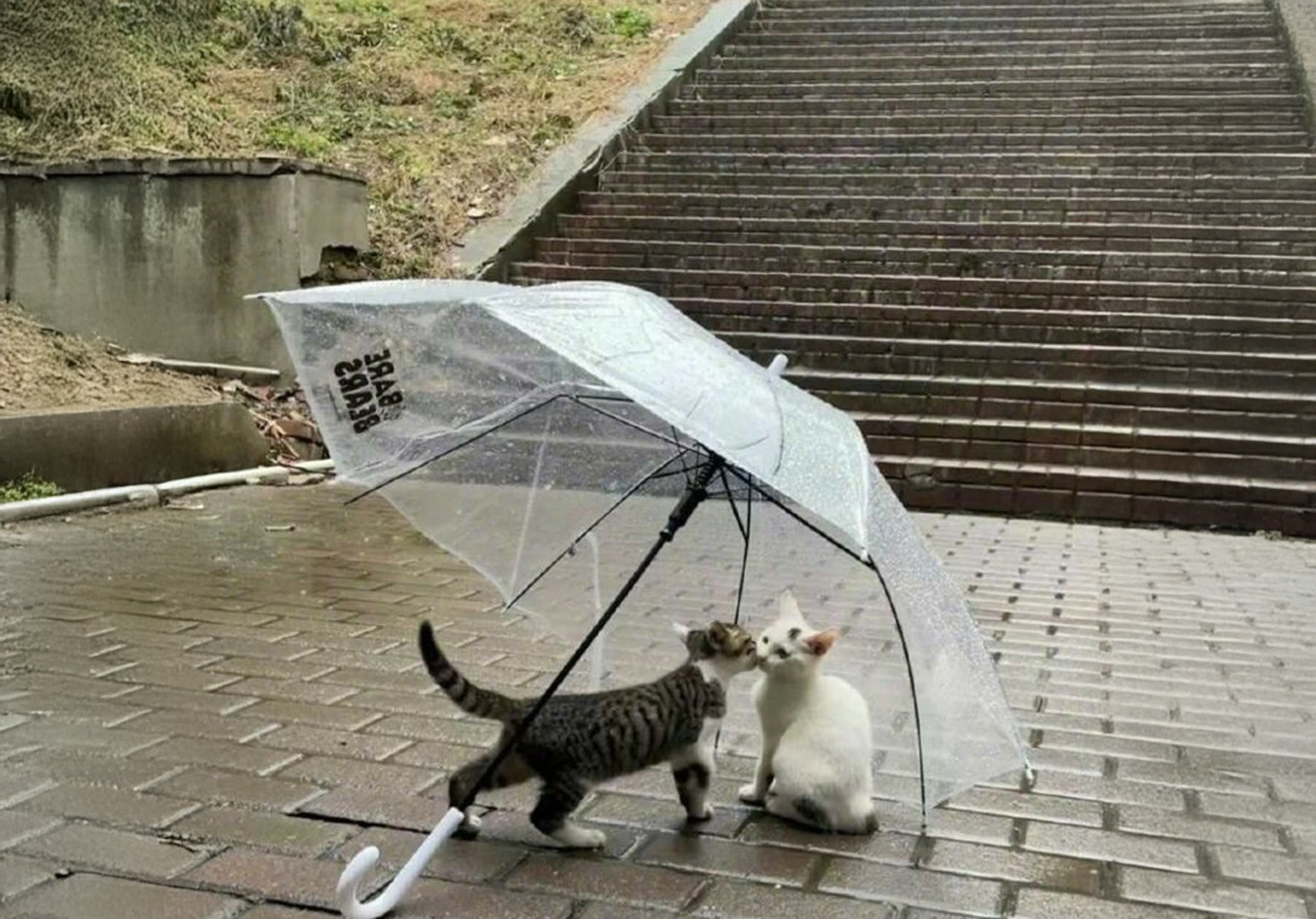 A cozy and calm environment at Usan Cat Hotel for cats during their stay