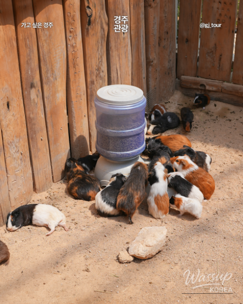 A majestic white owl looking directly at the camera