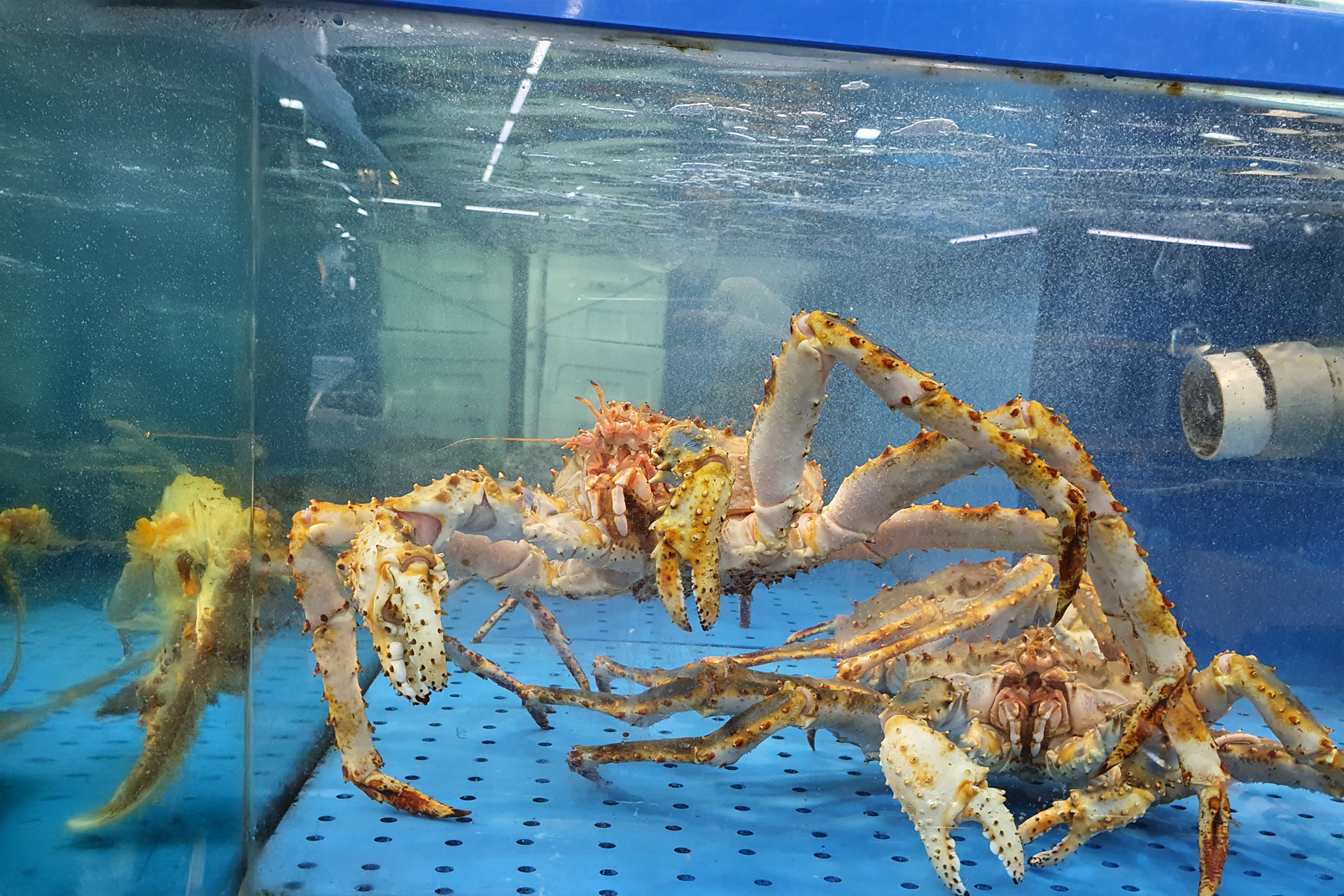 Vibrant and fresh seafood tanks at Noryangjin Fish Market filled with premium shellfish