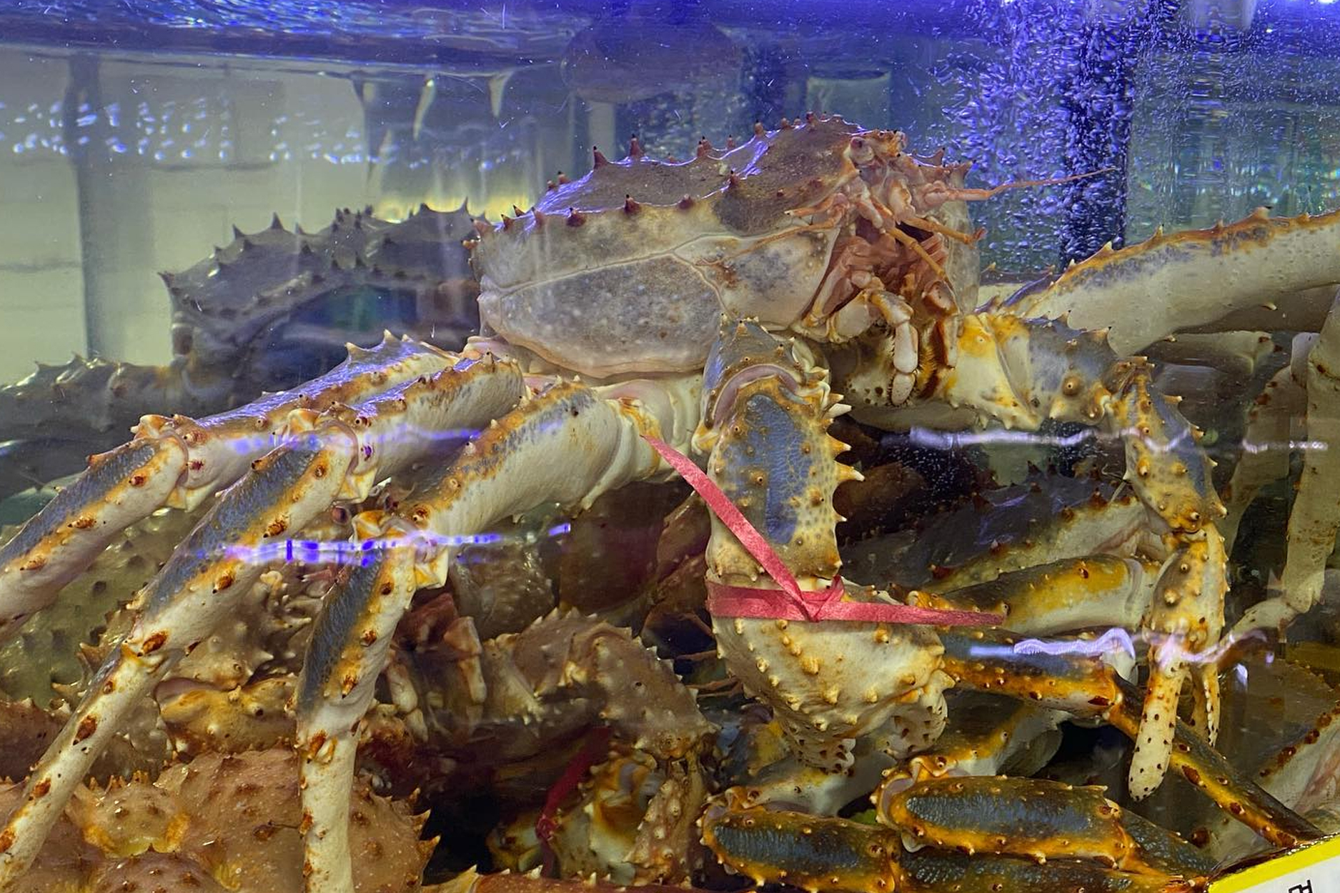 Expertly prepared steamed king crab legs with plenty of tender white meat visible