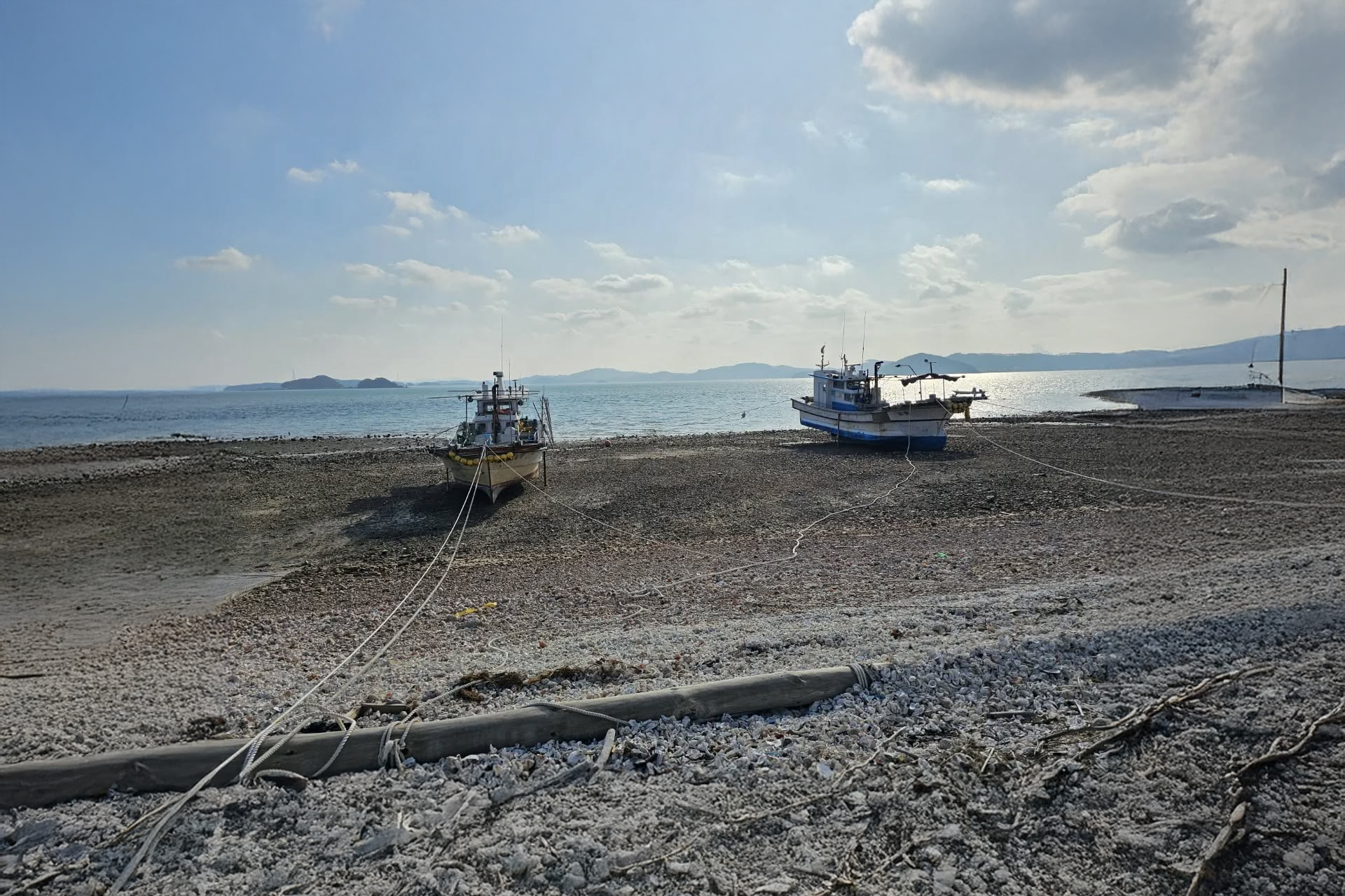 Sculptures of spotted seals decorating the area to represent the bay's ecological health