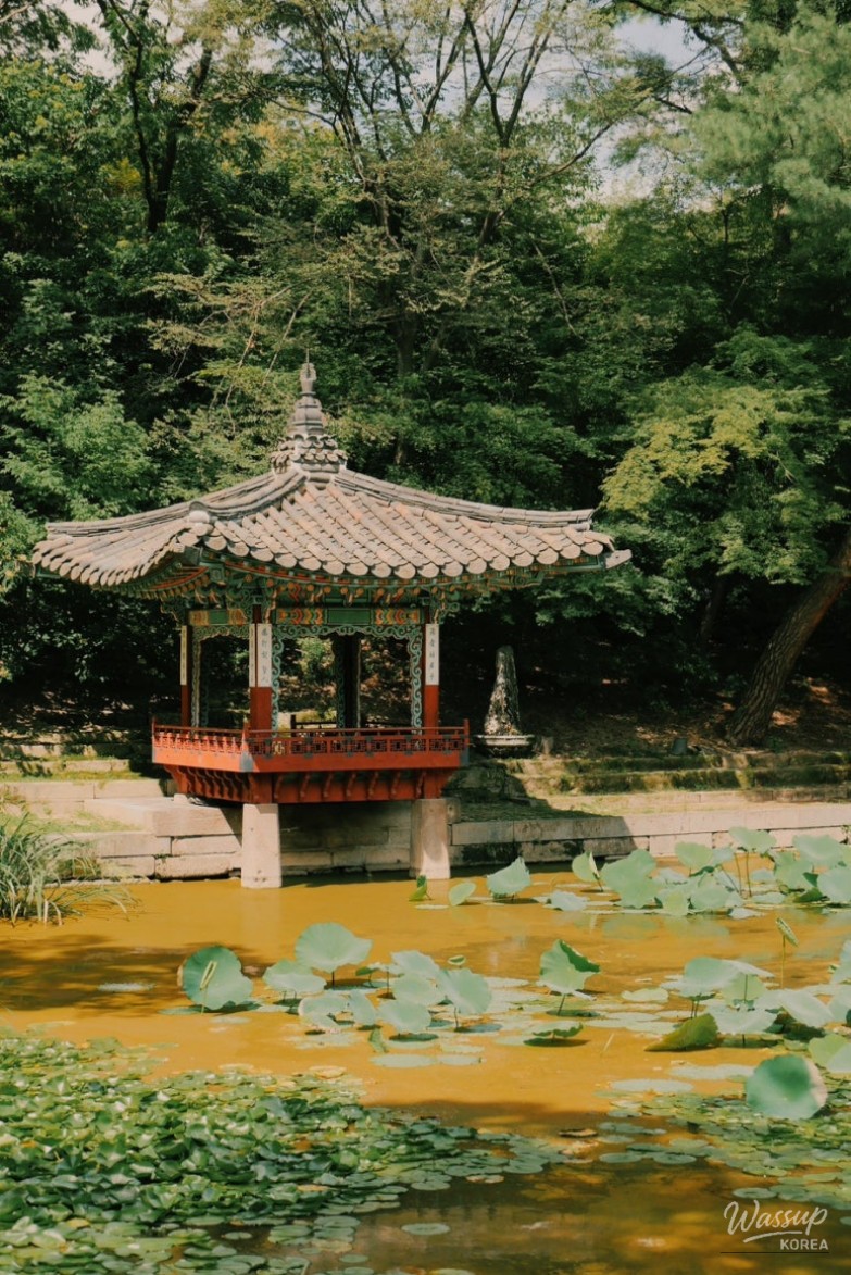 Sunlight filtering through the dense forest canopy of the Secret Garden