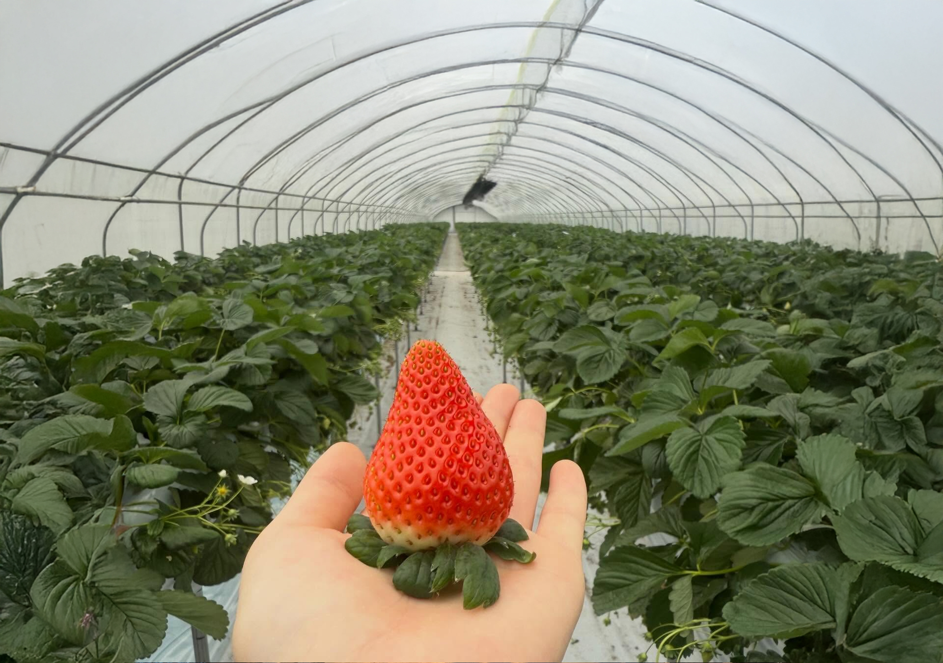 Freshly harvested bright red strawberries and children feeding farm animals in Yongin