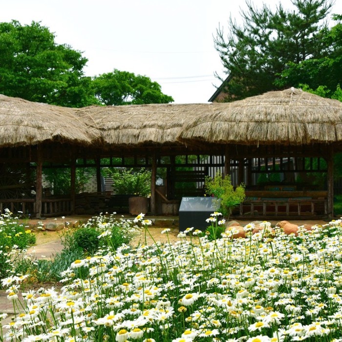 Celebrating Dano at Hapdeok Reservoir: A Traditional Summer Escape in Dangjin