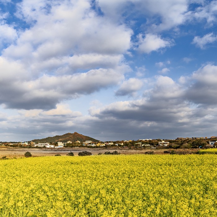 Discovering Jeju in February: A Seasonal Journey2148