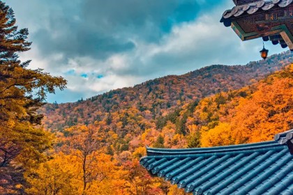 Seoul to Odaesan by KTX: An Autumn Forest Journey