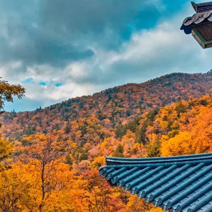 Seoul to Odaesan by KTX: An Autumn Forest Journey
